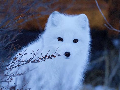 Arctic Fox 4k Wallpapers Top Free Arctic Fox 4k Backgrounds