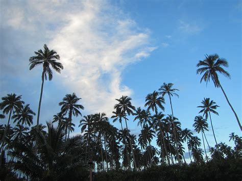 Hawaii Coconut Trees - Free photo on Pixabay - Pixabay