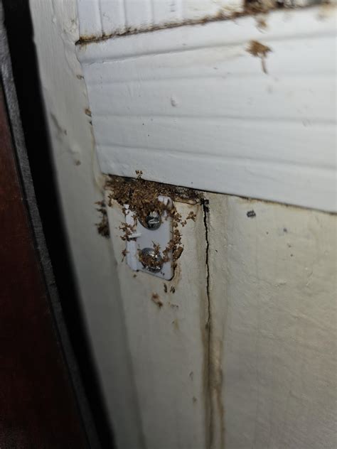 Signs Of Carpenter Ant Damage