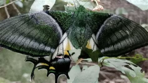 Rare Golden Kaiser I Hind Butterfly Spotted In Guangxi Cgtn