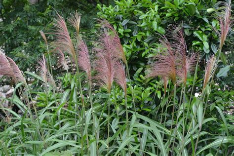 Miscanthus floridulus - PictureThis