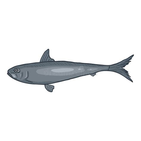 Sardine Cartoon Fish Vector Illustration Stock Vector Illustration Of