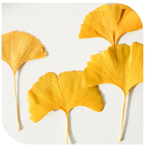 Ginkgo Biloba Beneficios Para La Salud