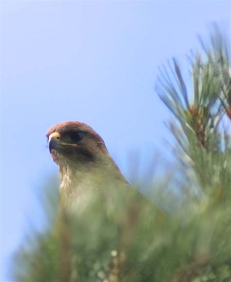 Friday 28th June 2024 Cornwall Birds CBWPS