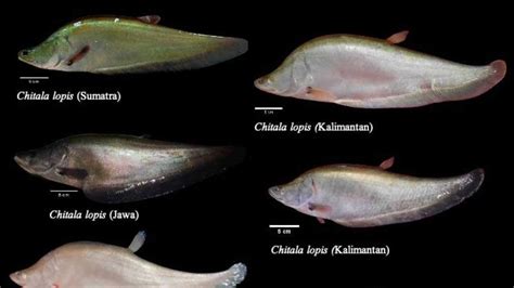 Fakta Ikan Belida Lopis Jawa Endemik Ri Yang Katanya Punah Kini