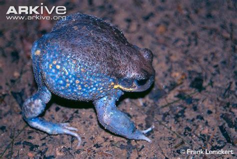 Giant Burrowing Frog Alchetron The Free Social Encyclopedia