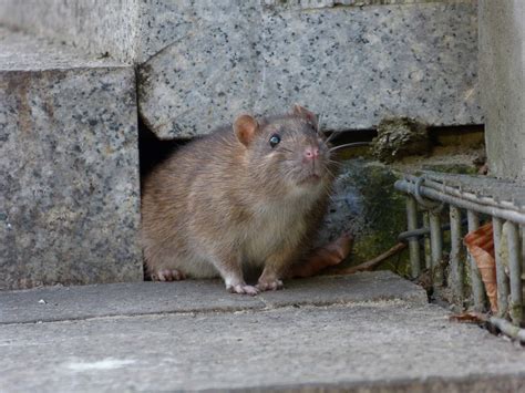 7 Rodent Proofing Tips to Keep Rats, Mice, and Other Pests Away - Green ...