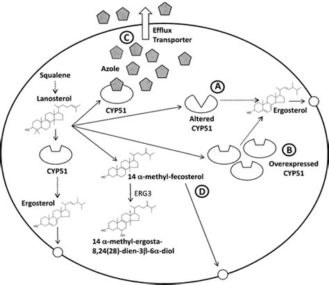 Resistance To Antifungals That Target Cyp51 Springerlink