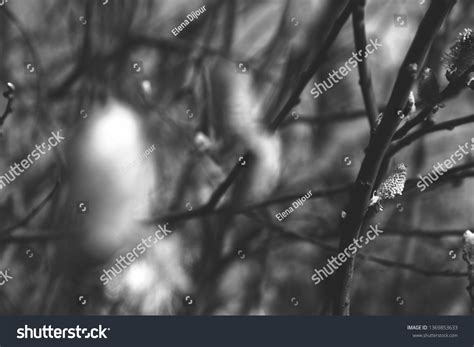 Pussy Willow Catkins Bloom Goat Willow Stock Photo 1369853633 Shutterstock