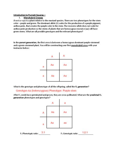 Monohybrid Cross Worksheet