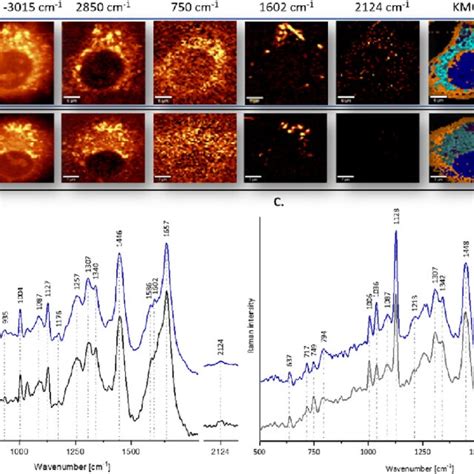 A Raman Images Of Live And Fixed Haec Cells Incubated With Opg