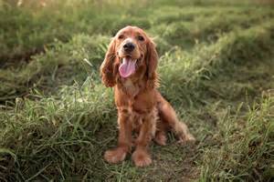 8 dog breeds with long ears and why we love them