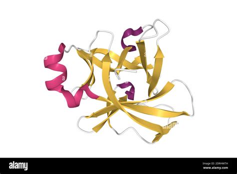 Structure of human interleukin-18, 3D cartoon model isolated with ...