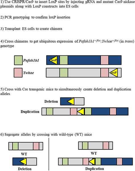 Frontiers Neurodevelopmental Genetic Diseases Associated With