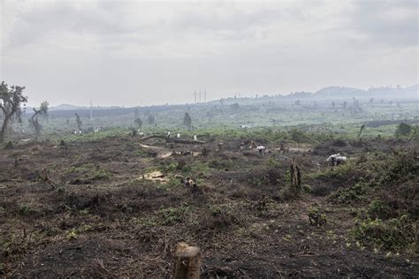 Deforestation Imperils DR Congo Reserve As Refugees Flood In