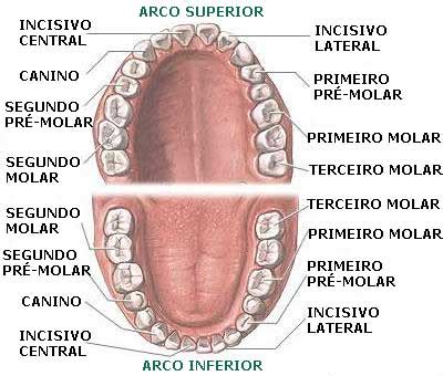 Dente Superior E Inferior - Numeração Dos Dentes Anatomia : Dente: anatomia, função, tipos – LFMP
