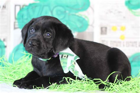 Labrador Retriever (Lab) Puppies For Sale In Missouri