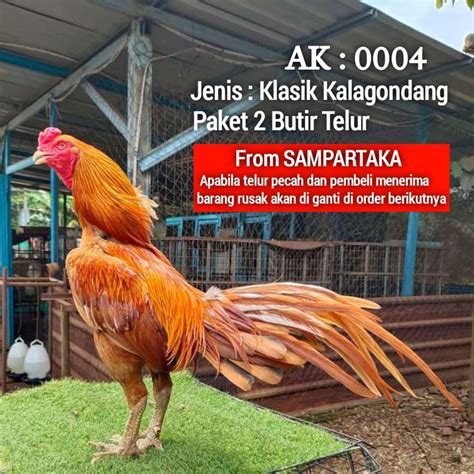 Jual Ayam Bangkok Klasik Gondang Ekor Lidi Telur Fertil Siap Tetas 2