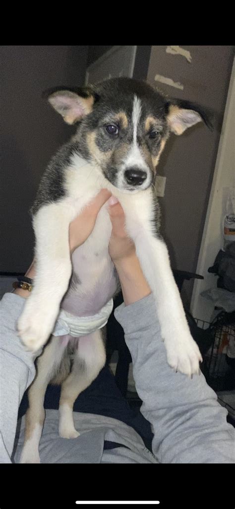 Any guesses on his breed? : r/dogbreed