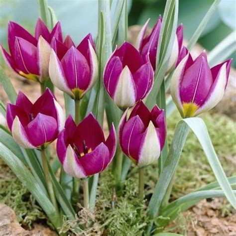 Specie tulp Persian Pearl – Floratuin