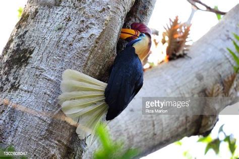 52 Knobbed Hornbill Stock Photos High Res Pictures And Images Getty