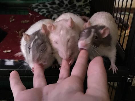 How To Tame And Bond With A New Pet Rat Complete Guide Animal Knowhow