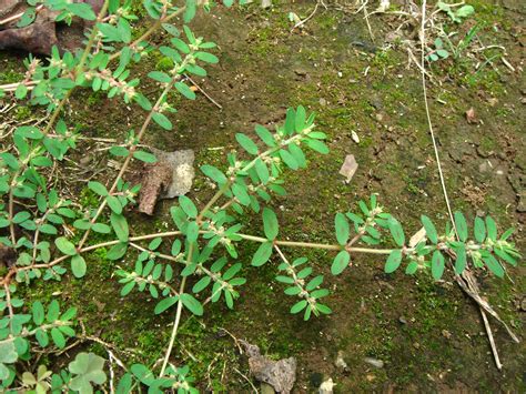 Chamaesyce Maculata L Small