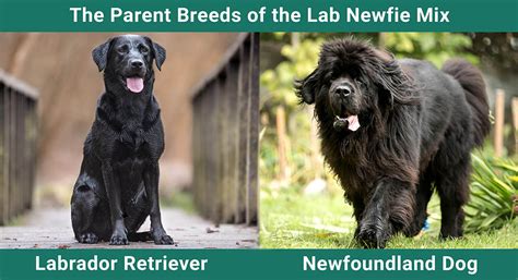 Lab Newfie Mix Info Pictures Care And More Dogster