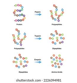 Pepsin