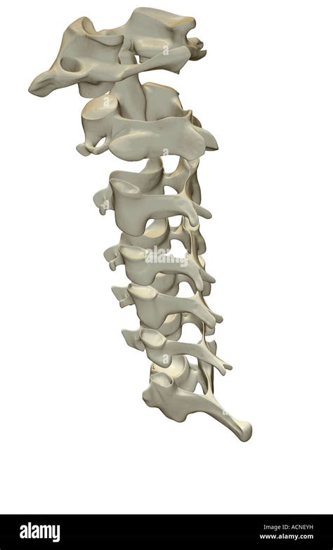 Vertebras Cervicales Axis Fotograf As E Im Genes De Alta Resoluci N