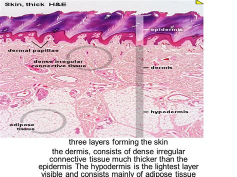 Dense Irregular Connective Tissue Skin