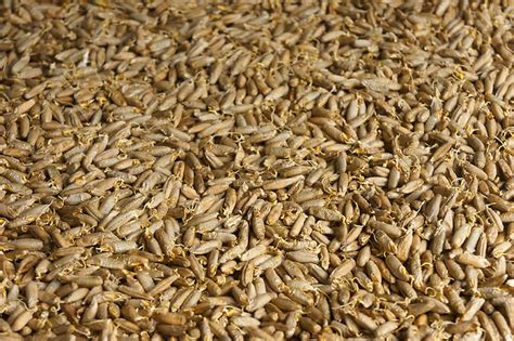 Как сделать вариант закваски под названием ДЕЗЕМ. - ХЛЕБ & ХЛЕБ ...