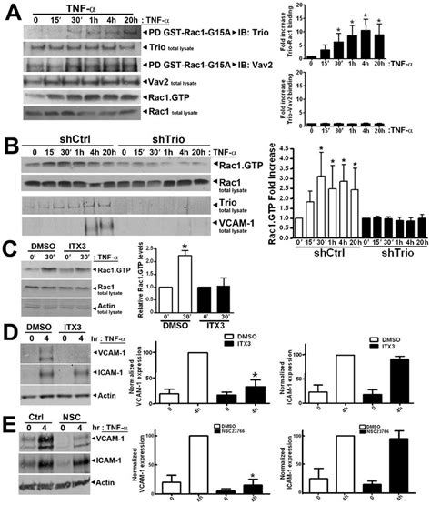 Trio and Rac1 activity are required for TNF-a-induced ICAM-1 and VCAM-1 ...