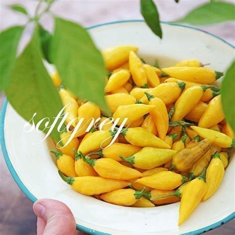 Fr Habanero Hot Limon S Nu K P P Tradera