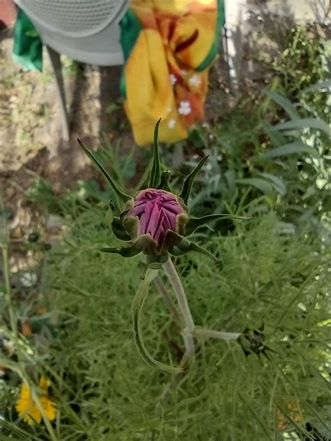 The secret is free compost from Craigslist : r/gardening