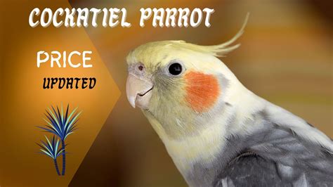 Cockatiel Parrot Price Mega Low Guide Parrots For Sale