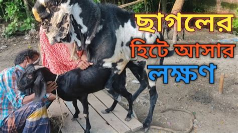 ছাগল হিটে আসার লক্ষণ👍।হিটে আসলে বুঝব কিভাবে ছাগল হিটে আসছে আর কি করণীয়