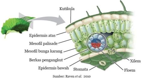 Gambar Penampang Melintang Bunga 54 Koleksi Gambar