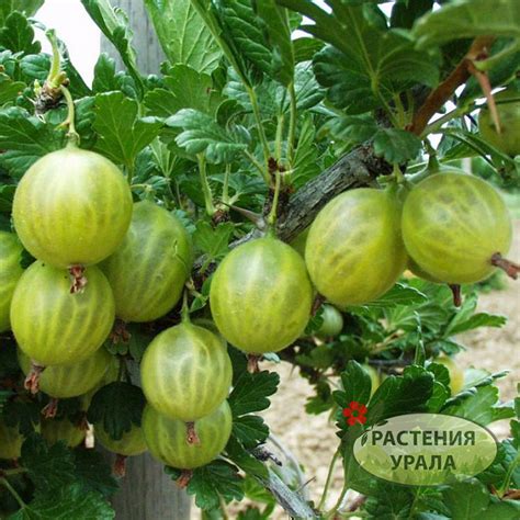 Крыжовник Берилл