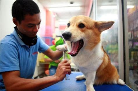 Ketua Animal Hope Shelter Akan Laporkan Klinik Di Surabaya
