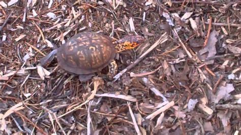 Sparky Very Excited Turtle Running Youtube