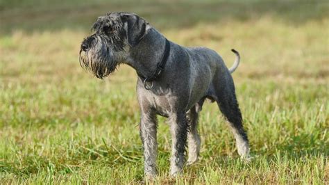 The Standard Schnauzer A Comprehensive Guide To The Energetic And