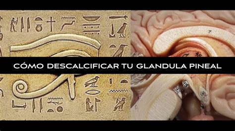 C Mo Descalcificar Tu Glandula Pineal Pachamama Flat Tv