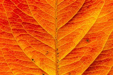 autumn orange tree wallpaper