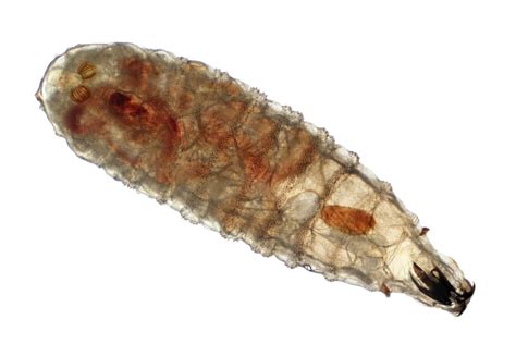 Maryland Officials Release Screwworm Patient Update