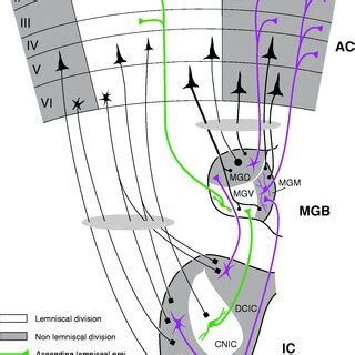 Schematic Diagram Of The Auditory Pathway Showing The Major Stations