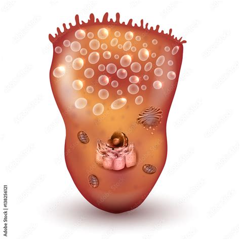 foveolar cell  surface mucous cell   stomach lining secretes