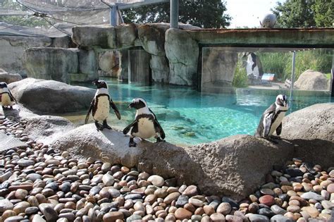 African Penguin | Tulsa Zoo
