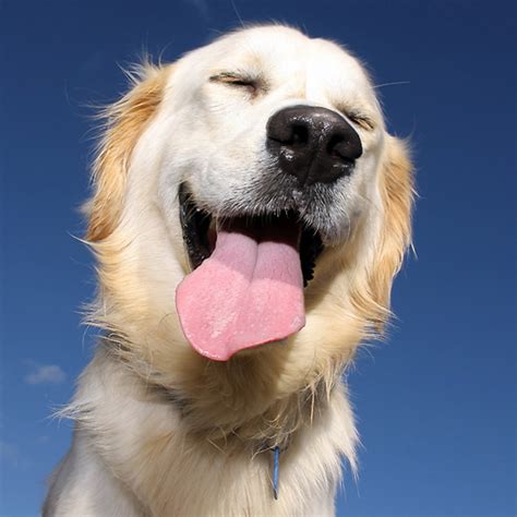 Интересные Факты О Собаках Для Детей - 43 фото