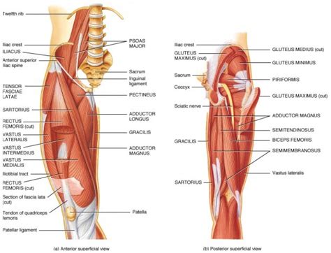 Tendons In The Hip Diagram